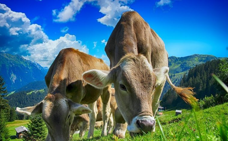 Cattle Raising