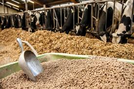 Cattle Foods