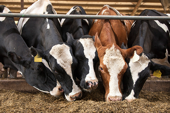 Cattle Health