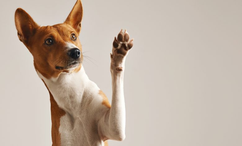 Things To Know Before You Decide To Buy Puppies