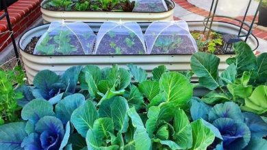 Raised Garden Beds Advantage and How To Choose One For You