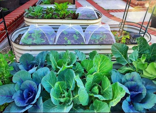 Raised Garden Beds Advantage and How To Choose One For You