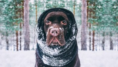 How To Your Dog Nice And Tidy During Winter