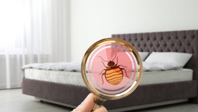 bed bug exterminating