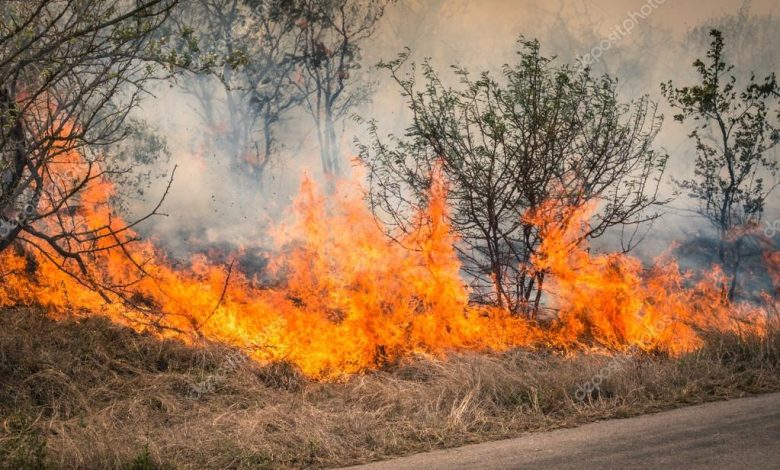 bushfire