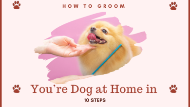 Dog Grooming service at Home in Delhi