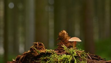 Growing Magic mushroom in woods