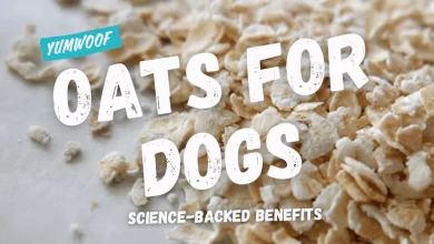 Oatmeal Safe for Dogs to Eat